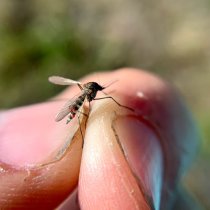 Hand holding a mosquito