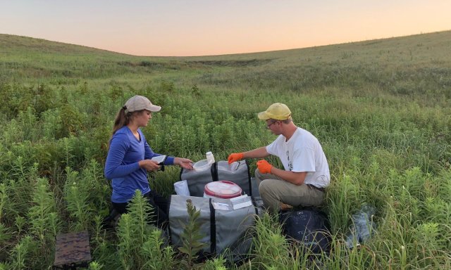 Small mammals sampling at KONZ