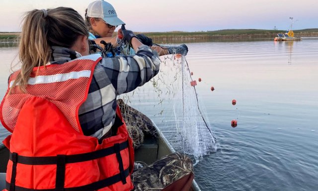 Fall fish sampling in ND