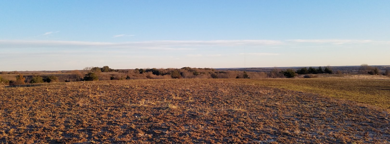 Open field at a NEON field site