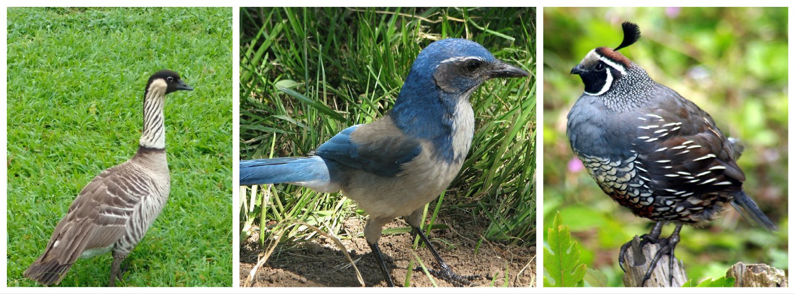 Birds | NSF NEON | Open Data to Understand our Ecosystems