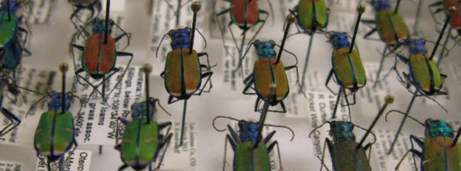 Pinned ground beetles