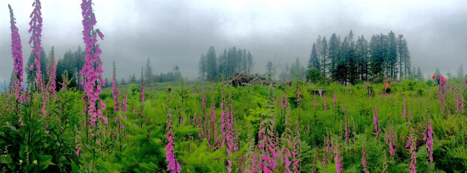 Plant diversity sampling at ABBY