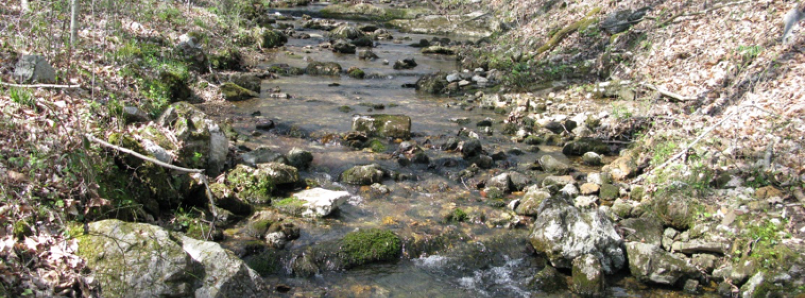 Leaves In A Stream Gradient Bundles