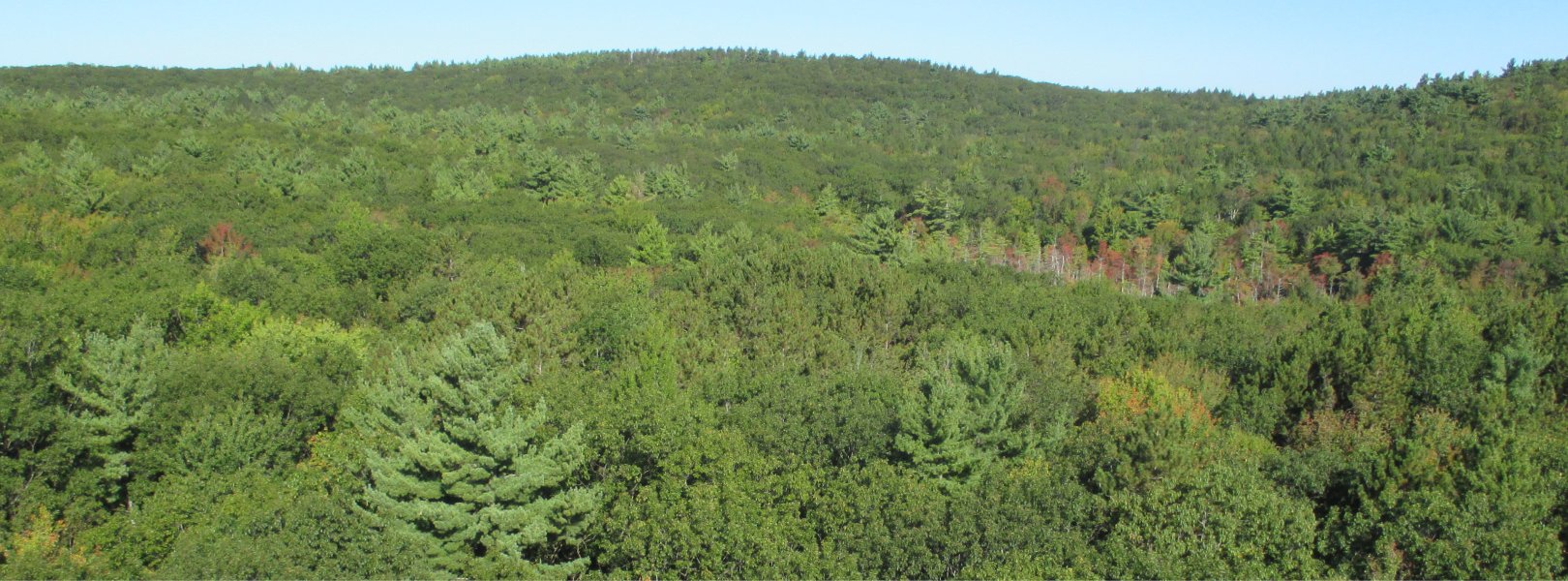 Harvard Forest landscape 