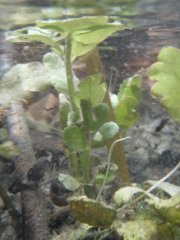 Submerged aquatic plants at D10 ARIK (photo by Stephanie Parker)    