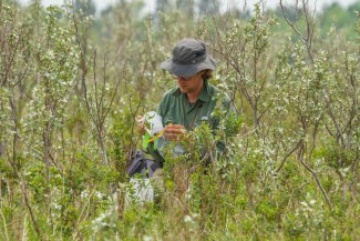 Field Technician collecting beetle samples