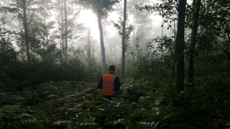 LAI measurements at TREE at dawn