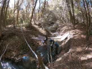 Fish sampling at the REDB Field site