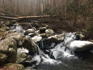 LeConte Creek aquatic site 