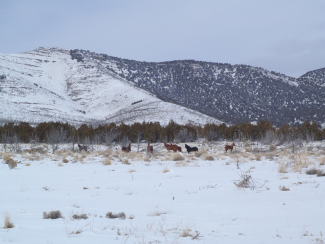 Horses at ONAQ