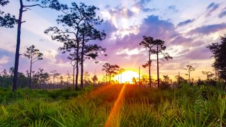 First Place: Disney Wilderness Preserve. Photo by Wayne Hall.