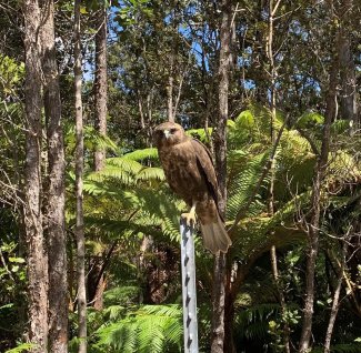 Hawaiian Hawk at PUUM