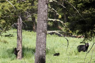 Bear family at YELL