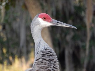 Sandhill crane