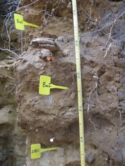 soil profile