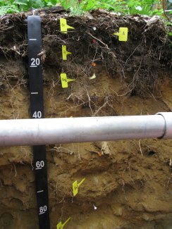 soil profile