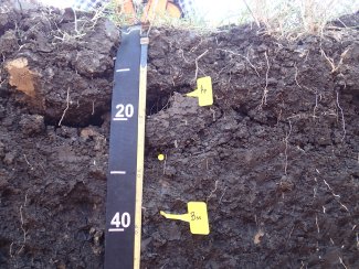 soil profile