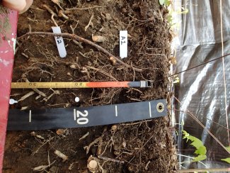 soil profile