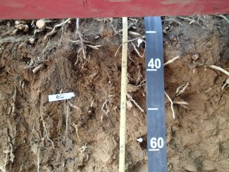 soil profile