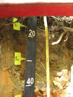 soil profile