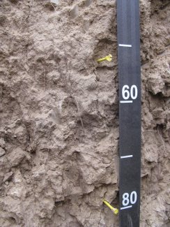 soil profile