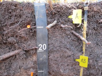 soil profile