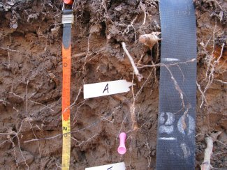 soil profile