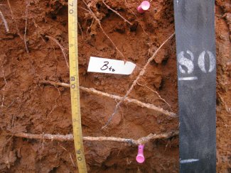 soil profile