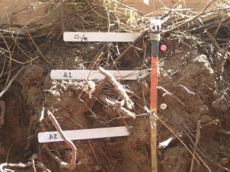 soil profile