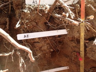 soil profile