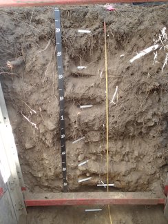 soil profile