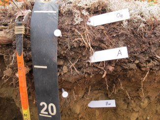 soil profile