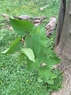 giant knotweed