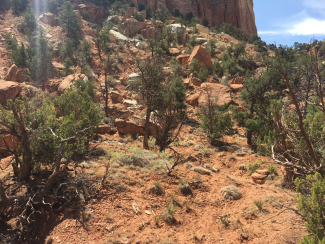  Juniper woodland in eastern Utah