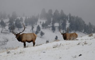 Elk by BLDE.