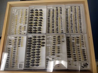 A meticulously pinned beetle collection from our HARV site.