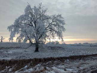 WOOD frost