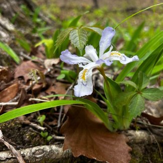 Iris bloom