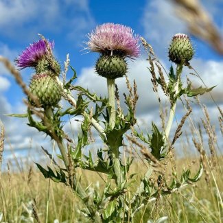 thistle flowers