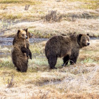 Two bears