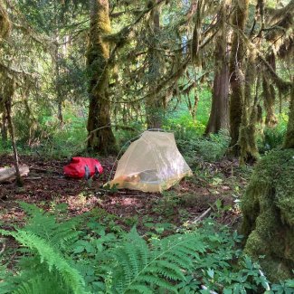 A tent in the forest