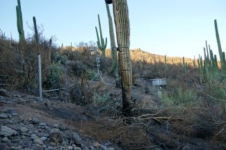 Burned cacti near instruments