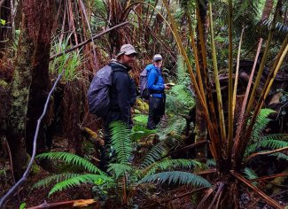 Feld technicians collecting data in a tropical forest at PUUM