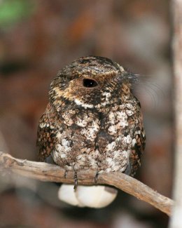 Photo of Puerto Rican Nightjar