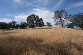 Tall grass landscape at SJER