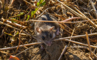 Field mouse in grass