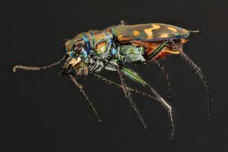 Carpet beetles fed carcass of ground beetle on the trap