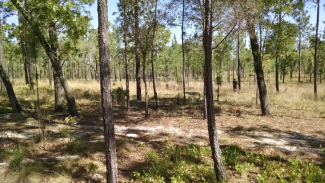 Field technician sampling at the OSBS field site