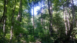 Cove forests of Great Smoky Mountains National Park